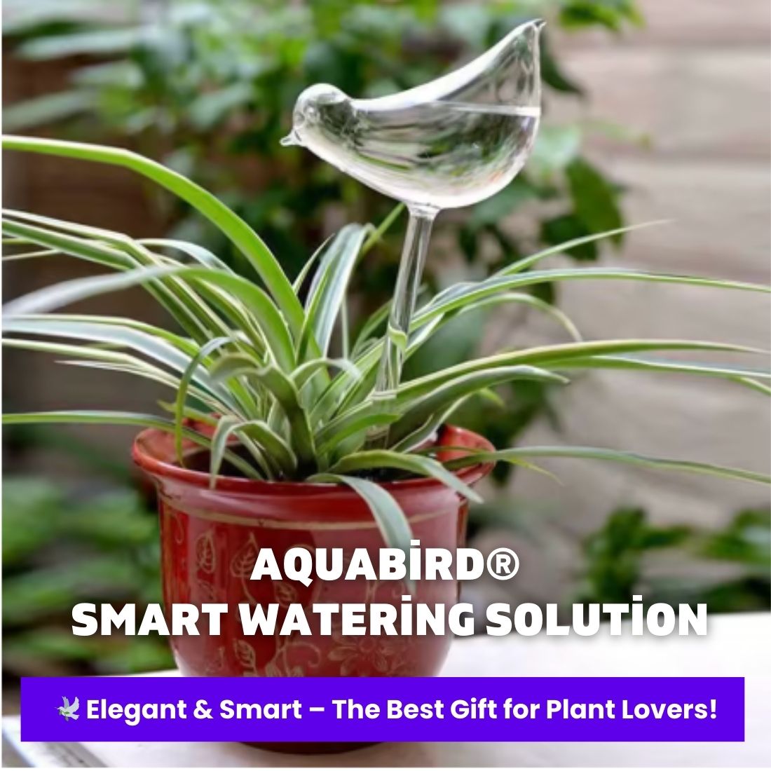 AquaBird Self-Watering Globe – Smart & Elegant Care for Your Plants!